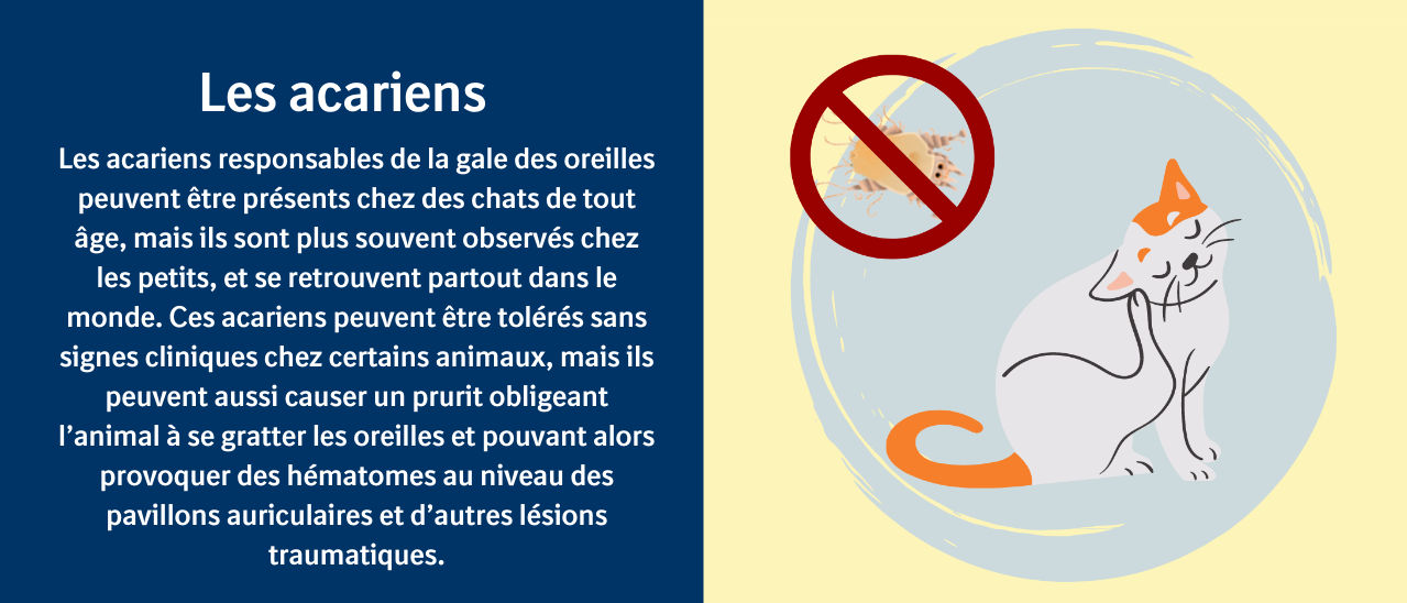 Parasites du chat dites non aux invités indésirables Boehringer — free download